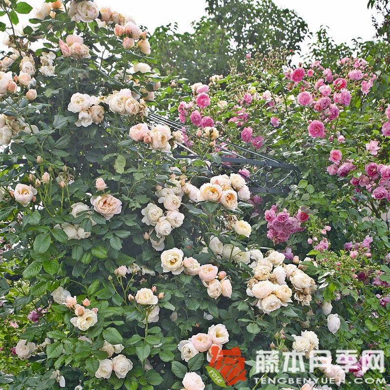 尤特森修道院Uetersener Klosterrose