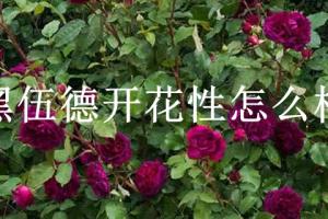 黑伍德開(kāi)花性怎么樣