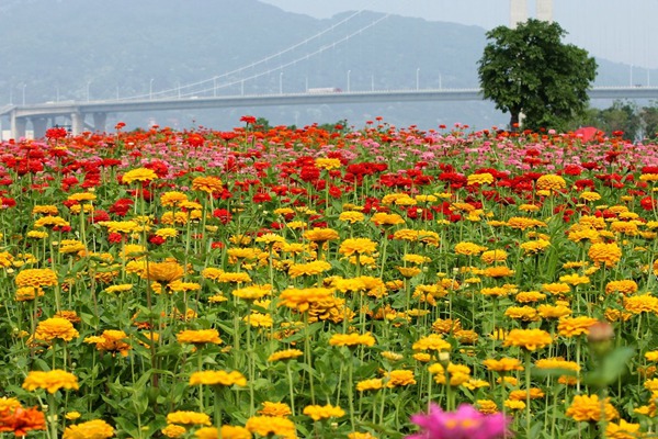 百日草花期在幾月份(能持續(xù)一百天嗎)