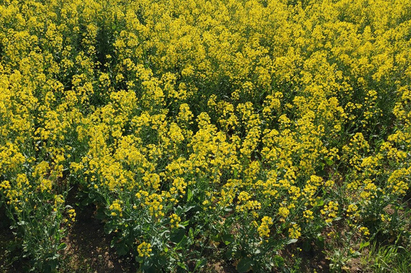 油菜花什么時候開花(油菜花花期)