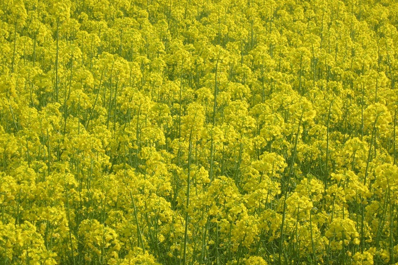 婺源油菜花什么時(shí)候開