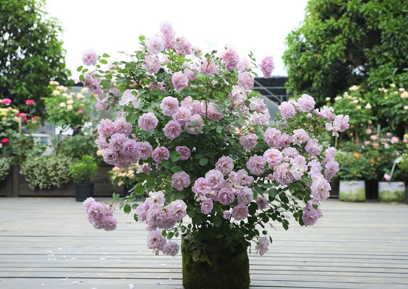 藍(lán)色陰雨月季花瀑養(yǎng)成攻略