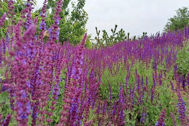 薰衣草什么時(shí)候開花(薰衣草的花期)