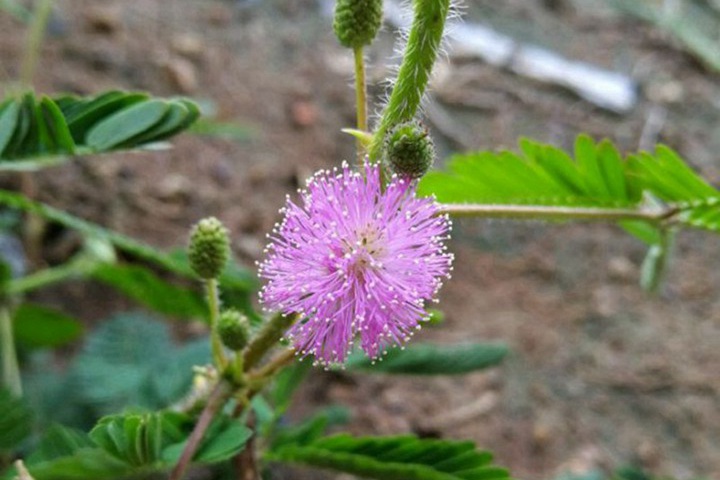 含羞草會(huì)開(kāi)花嗎(含羞草花是什么樣子的)