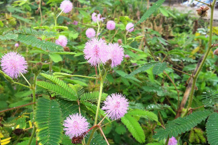 含羞草會(huì)開(kāi)花嗎(含羞草花是什么樣子的)