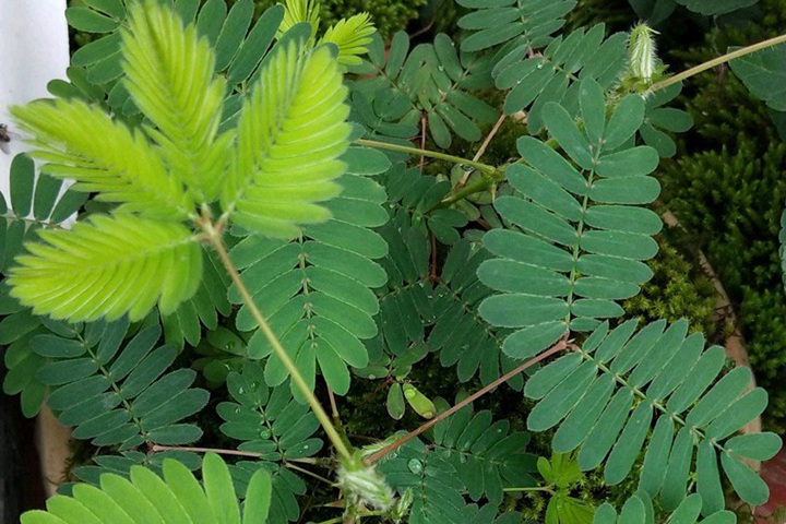 含羞草會(huì)開(kāi)花嗎(含羞草花是什么樣子的)