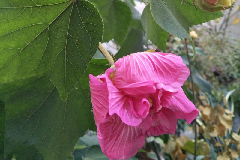 芙蓉花什么時(shí)候開(芙蓉花的花期)