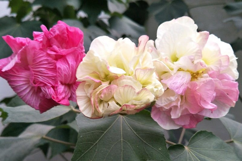 芙蓉花什么時(shí)候開(芙蓉花的花期)