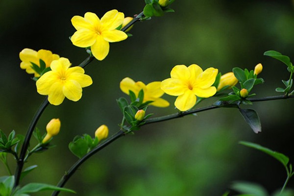 報(bào)春花與迎春花有哪些區(qū)別