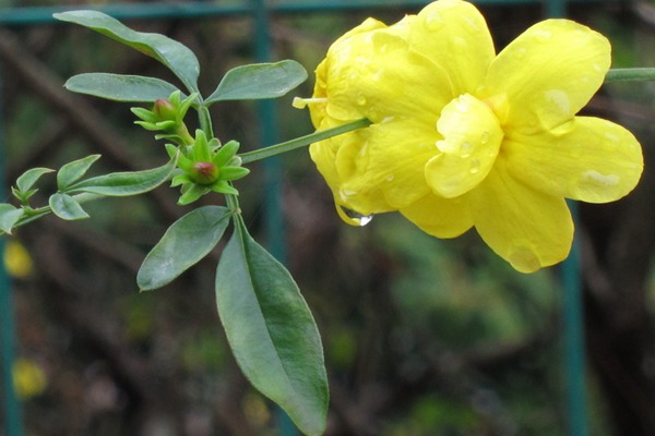 報(bào)春花與迎春花有哪些區(qū)別