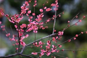 花中四君子指的是哪四種花