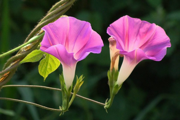 [牽?；╙牽牛花花期_種子種植方法