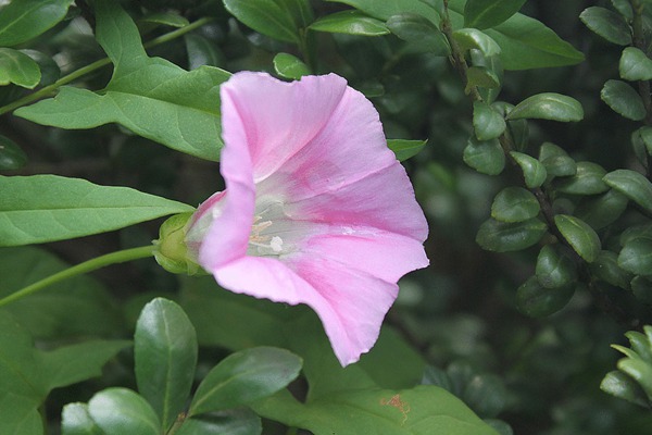 打碗花與牽?；ǖ膮^(qū)別有哪些