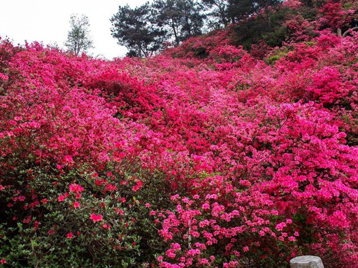 杜鵑花的花語和象征寓意