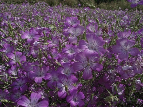 麥仙翁種子發(fā)芽出苗開花圖片