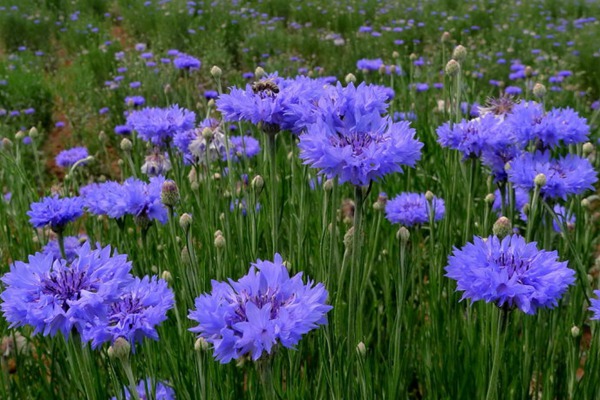 矢車菊對(duì)眼睛的功效和好處