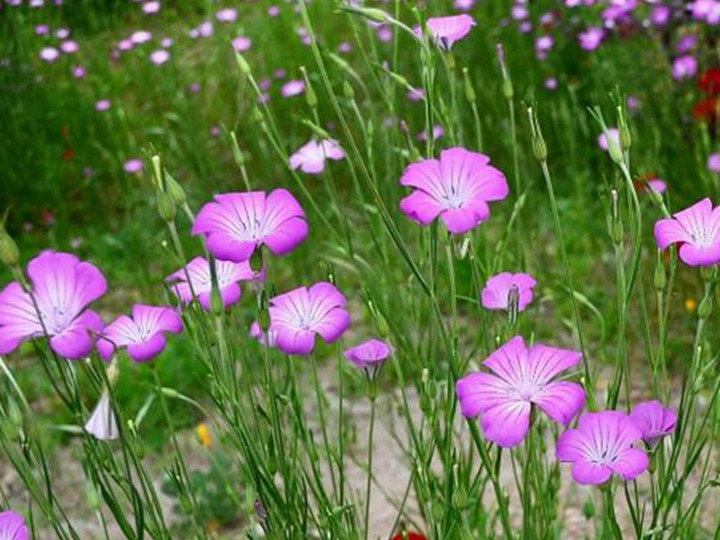 麥仙翁種子的種植方法，什么時候發(fā)芽