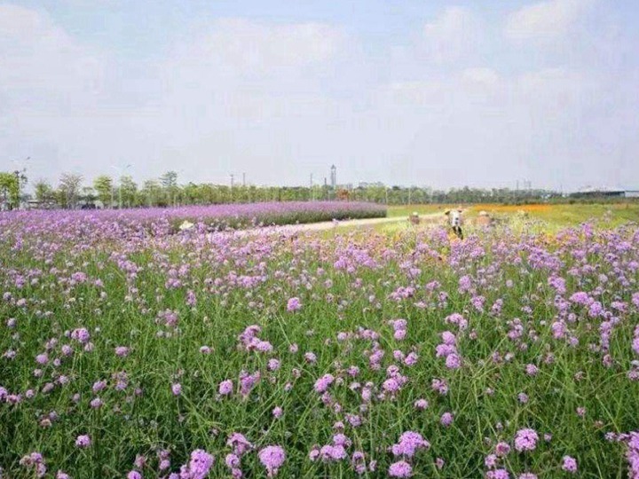 柳葉馬鞭草什么時候播種