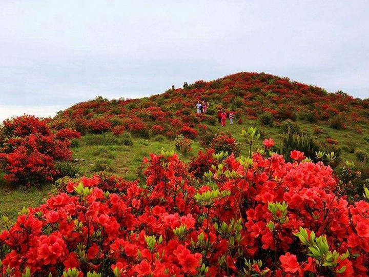 杜鵑花的花語和象征寓意