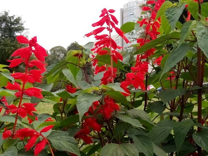 一串紅什么季節(jié)開(kāi)花(一串紅的花期)