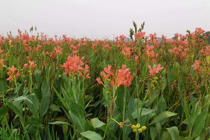 美人蕉什么時(shí)候開花，美人蕉花期是幾月份