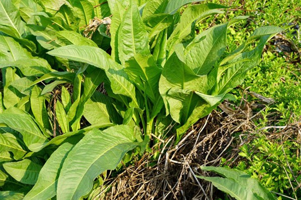 魯梅克斯牧草的優(yōu)缺點(diǎn)