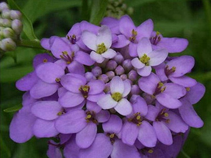 蜂室花的花語(yǔ)和寓意