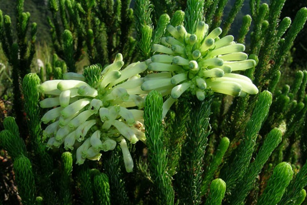 Erica Sessiliflora