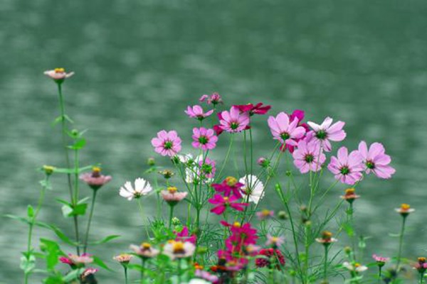 掃帚梅與格桑花的區(qū)別