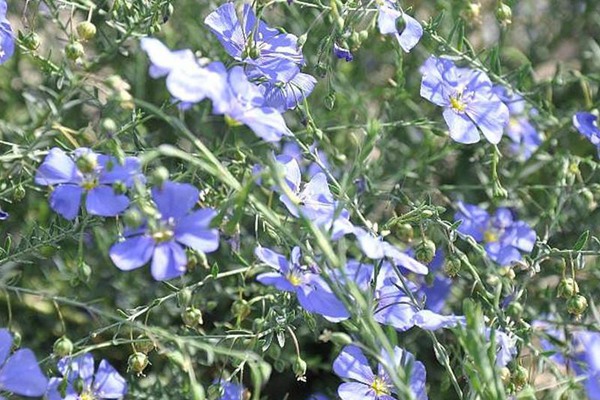 藍(lán)花亞麻