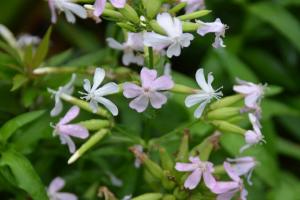 肥皂草的花語(yǔ)，花期是什么時(shí)候