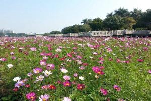 秋英花與格桑花的區(qū)別有哪些？