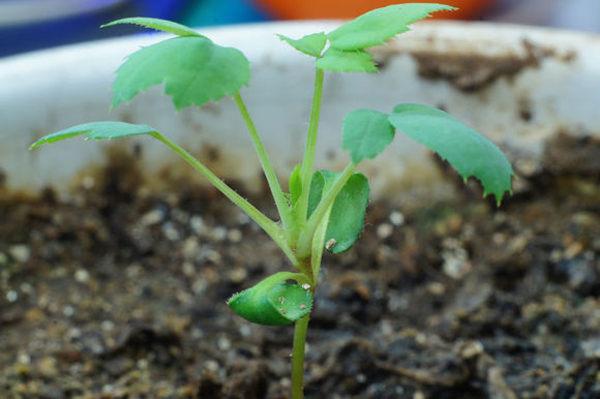 月季花種子怎么種？