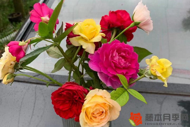 月季花冬季養(yǎng)護(hù)的三點(diǎn)注意事項(xiàng)