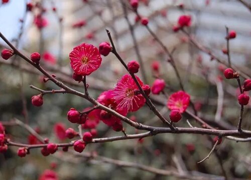 什么品種梅花最好最貴(梅花珍貴品種排名)