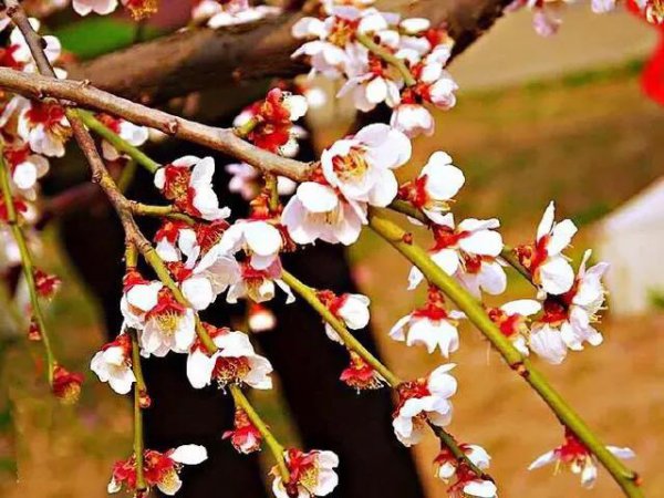 什么品種梅花最好最貴(梅花珍貴品種排名)