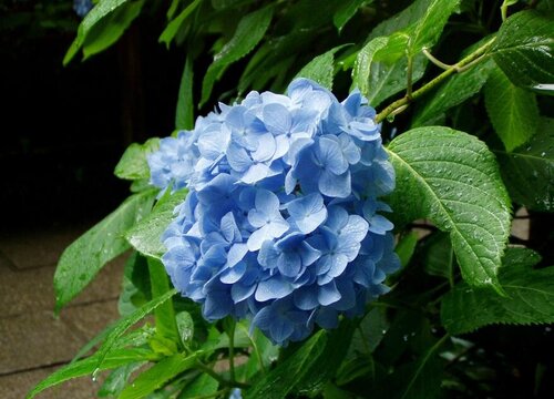 繡球花又叫什么花(繡球花的別名)