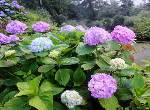 繡球花的夏天養(yǎng)護(hù)方法