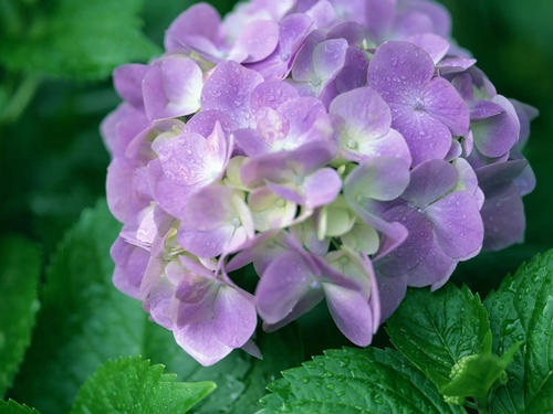 繡球花一年能開幾次花