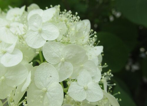 繡球花為什么不開花