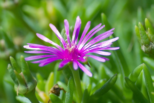 松葉菊