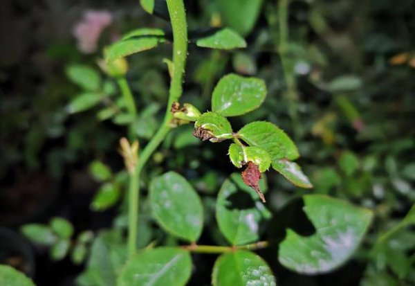 月季花嫁接后芽發(fā)黑是什么原因