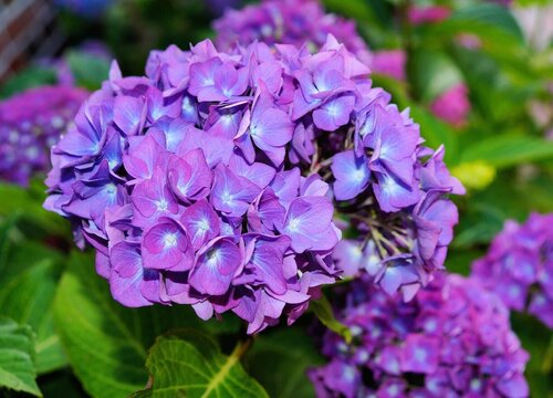 繡球春季不發(fā)芽怎么辦