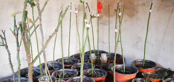 野生薔薇怎么嫁接棒棒糖月季