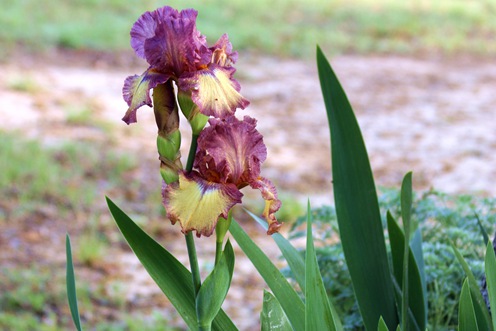 鳶尾的種植養(yǎng)護(hù)日記