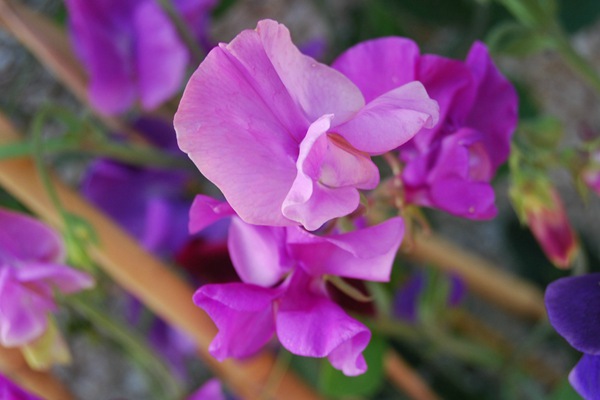 麝香豌豆花種子怎么種,多久發(fā)芽