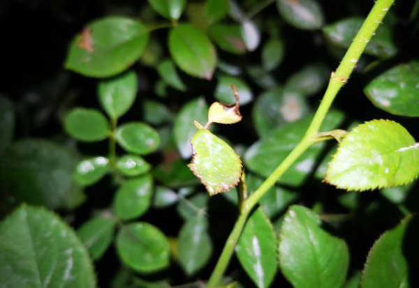 月季花嫁接后芽發(fā)黑是什么原因