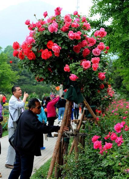 月季花能和什么樹(shù)嫁接