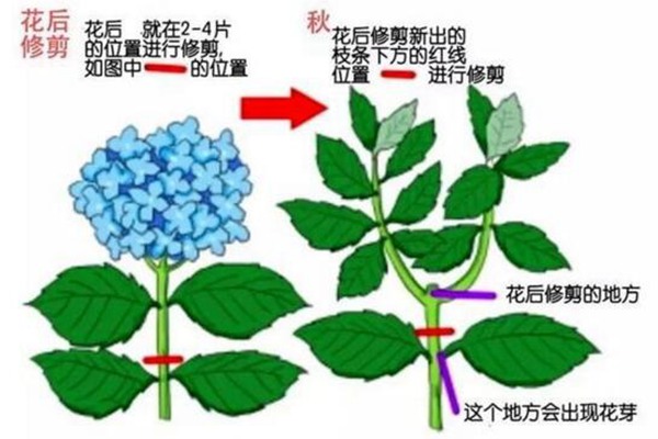 繡球花什么時(shí)候修剪(繡球花修剪注意事項(xiàng))