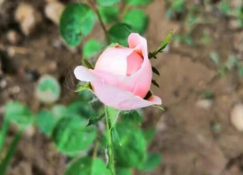 月季花夏天多久澆一次水